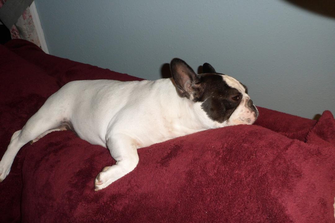 Today we had to say goodbye to our Rosalie, 13 1/2 yrs old and with us for over 10. She will be missed.