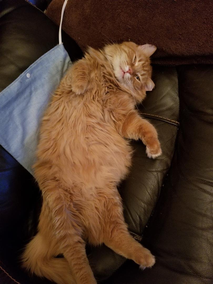 McCarran took over my heating pad!