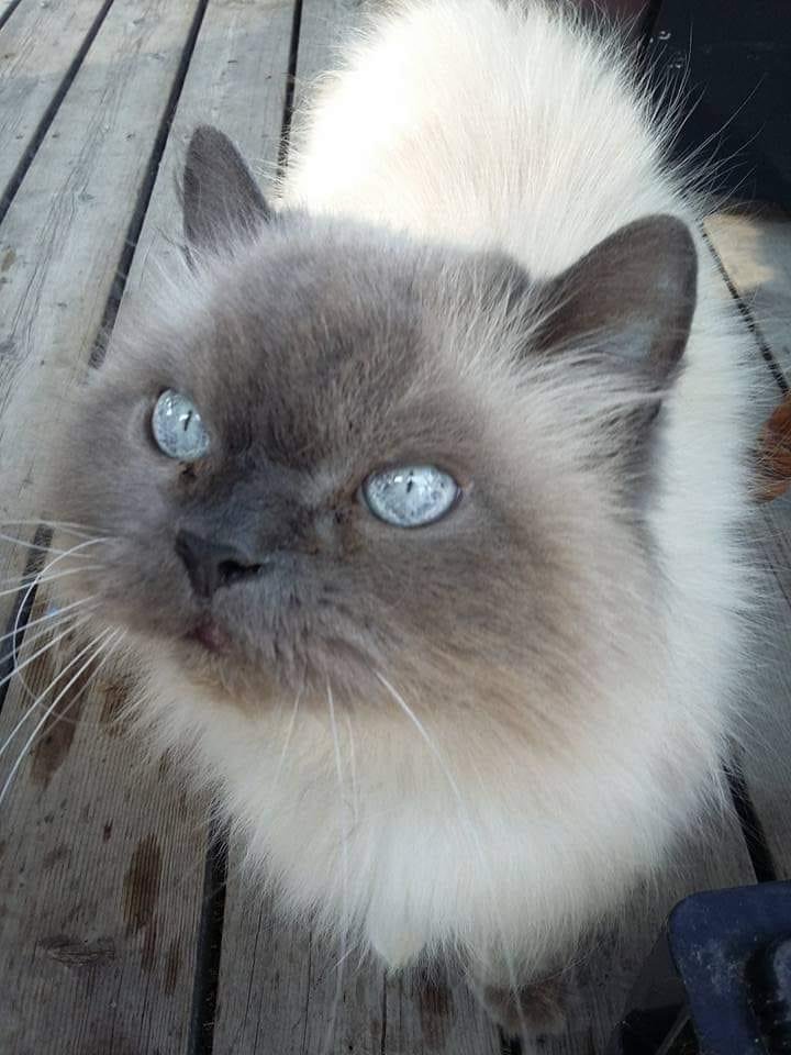 Still a beautiful baby kitty , Charity ❤️❤️❤️
