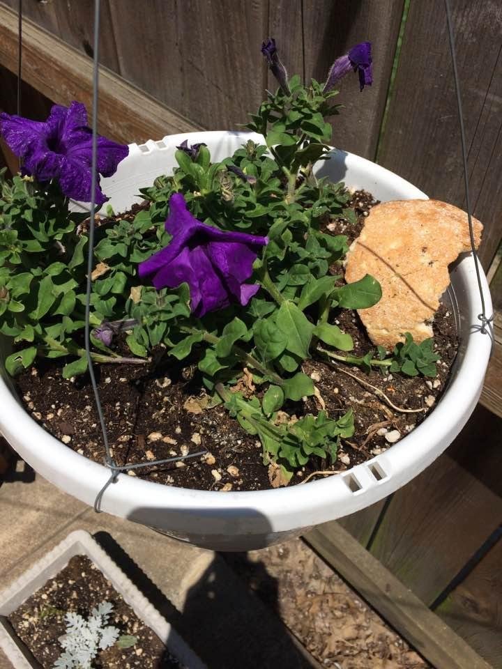 What does it mean when the local squirrels use your flower pots as places to stash their food ? This is the second time this year I have come out to find bread in my flower pots. The last time they came back and got it.🐿