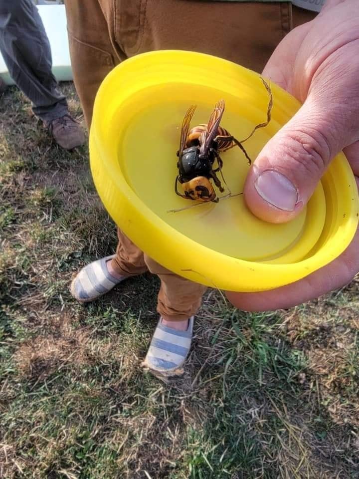WONDERING how big a Giant Asian Hornet is?
🐝 👀