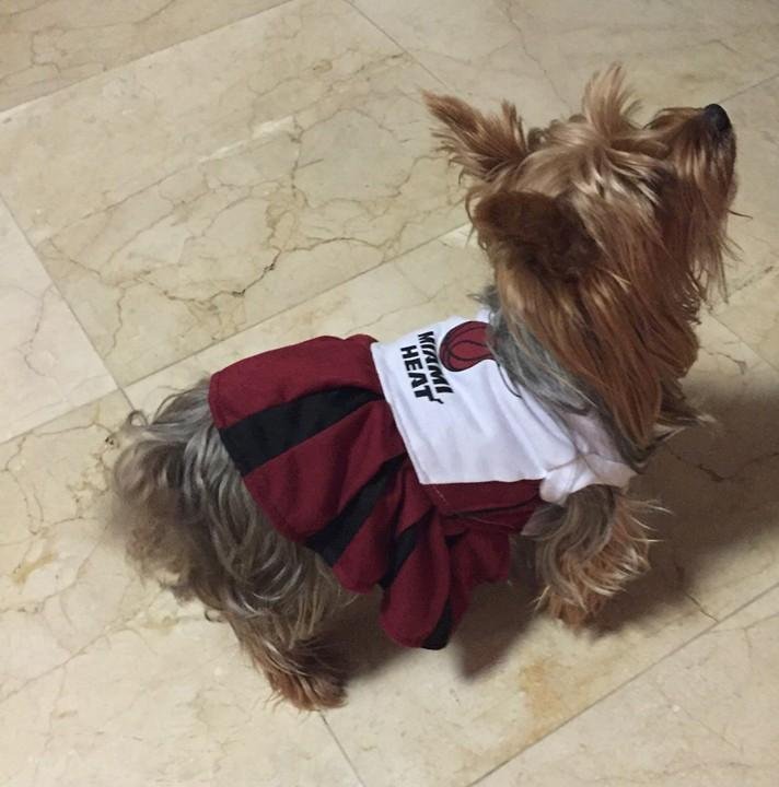 My Bella went missing Thanksgiving 2023