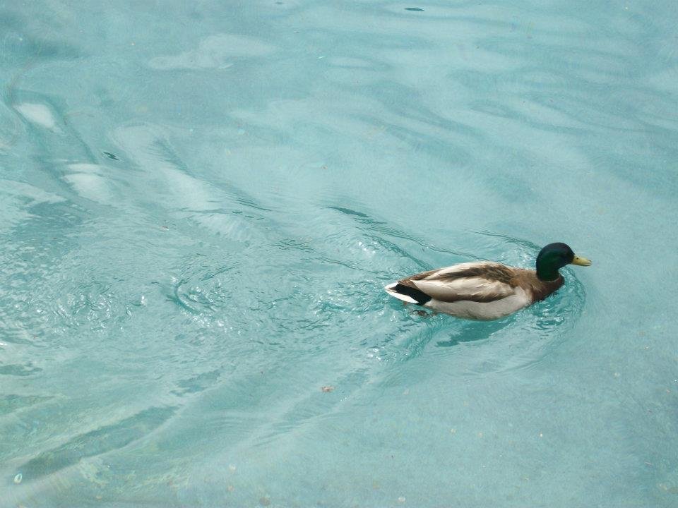 Stephen Shaw's album, Las Vegas Trip 2011