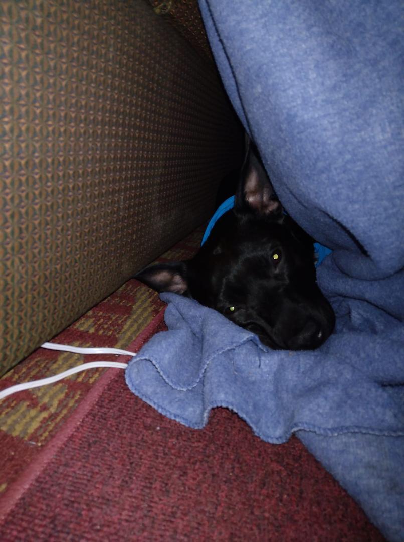 Lilly sleeping in today lol