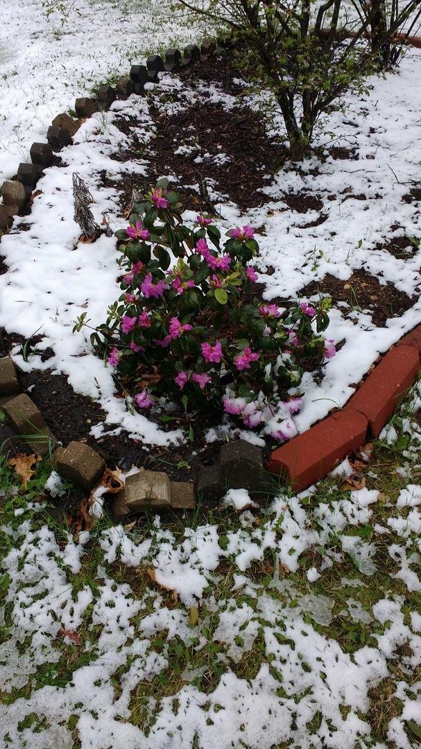 My Rhododendron is finally blooming. Isn't it pretty? I hope it will survive this blast of cold weather.