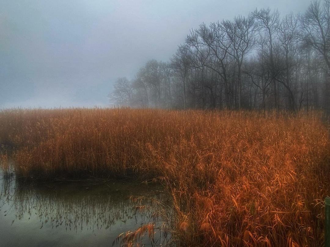 Wake up at zero-dark-early. See thick fog. Put on boots. Grab camera bag. Head to the marsh.