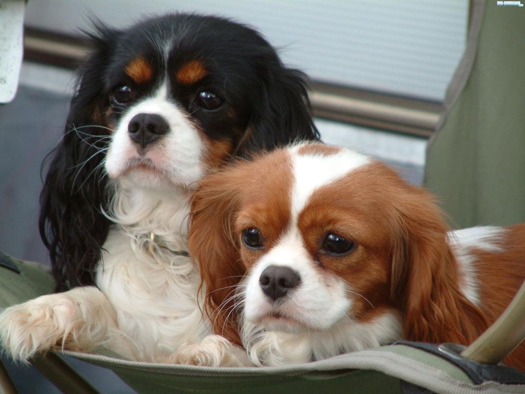 The "Kingfish" say........the "Kingfish" is very, very sad.  My sweet little Nola became very ill yesterday and passed away even as the ER vet was trying to help her.  There was nothing that could be done.  It was very sudd
