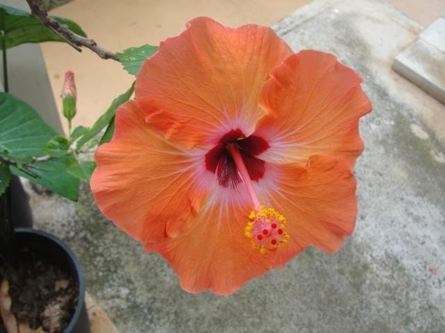 Hibiscus in our carport