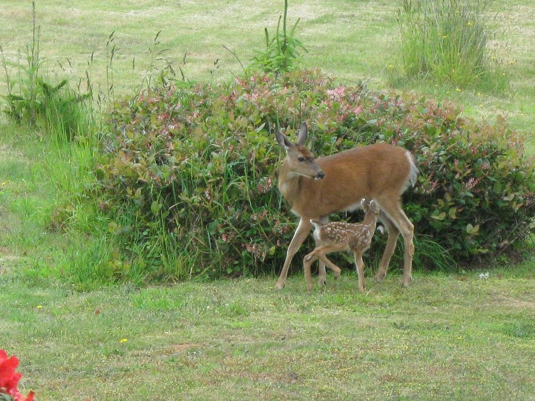 Fawn and mommie in our yard