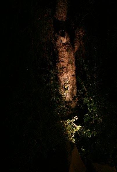 Scary tree.