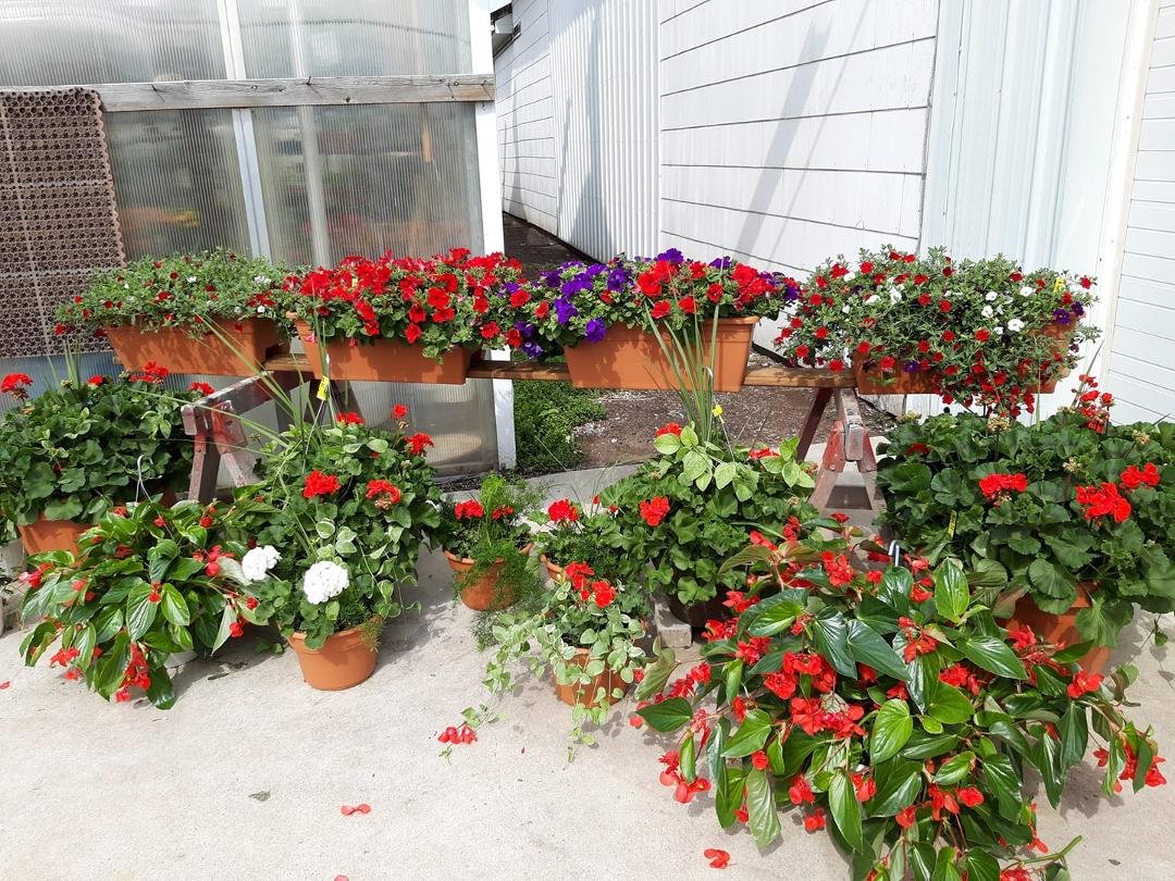 TREVOR'S plants. Enjoy spring. 1175 Ridge Rd. East of Pine.
