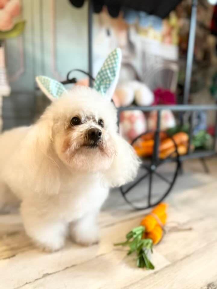 … anxiously awaiting the fluffy bunny!