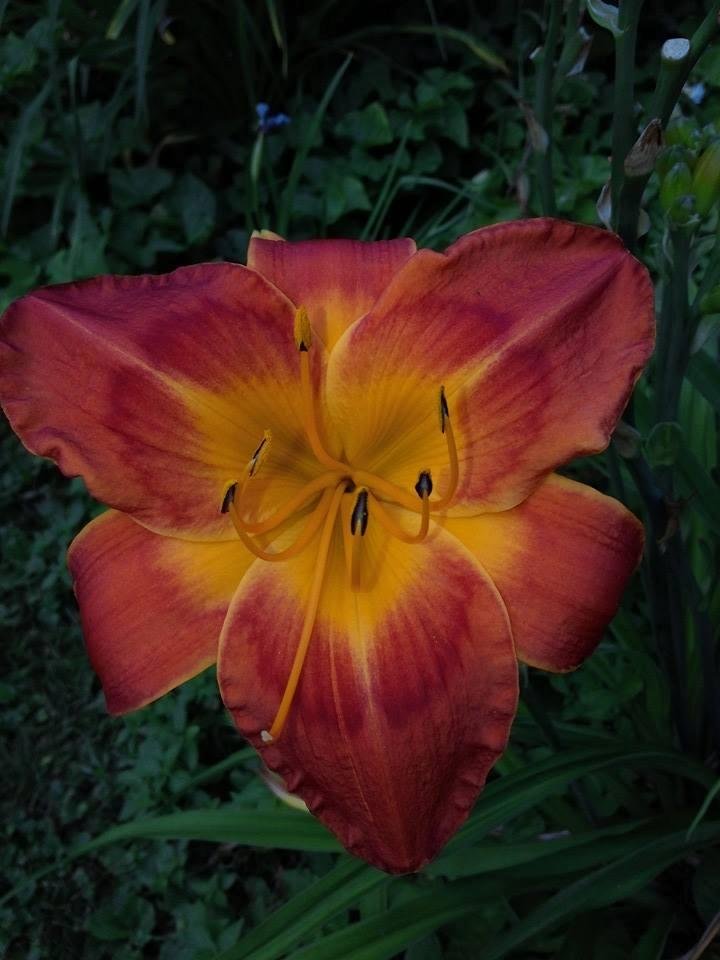 Mark Atkinson's album, Mobile Uploads