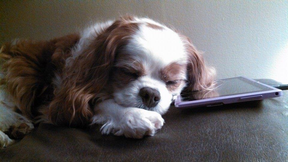 My boy sleeping on my tablet.