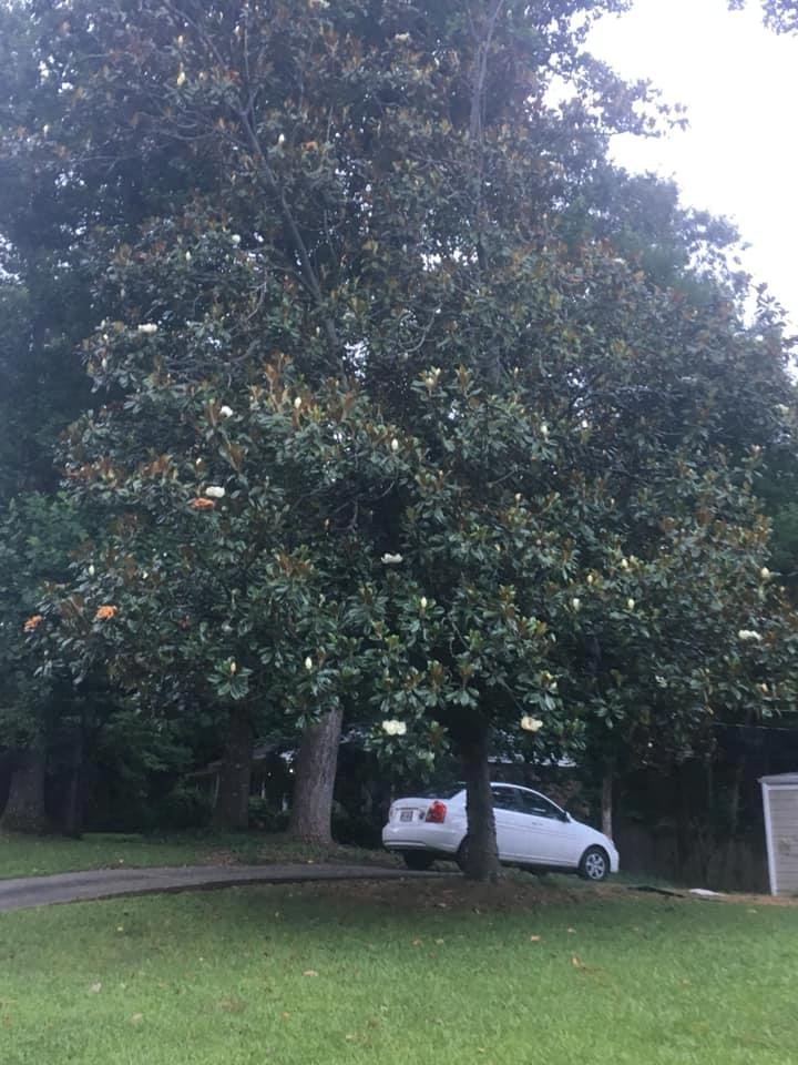 Hard to see here, but it‘s blooming!