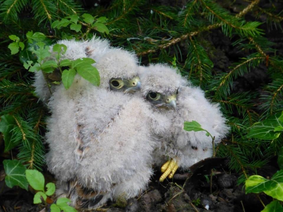 Robert Pierce's album, Young Falcons found after a storm