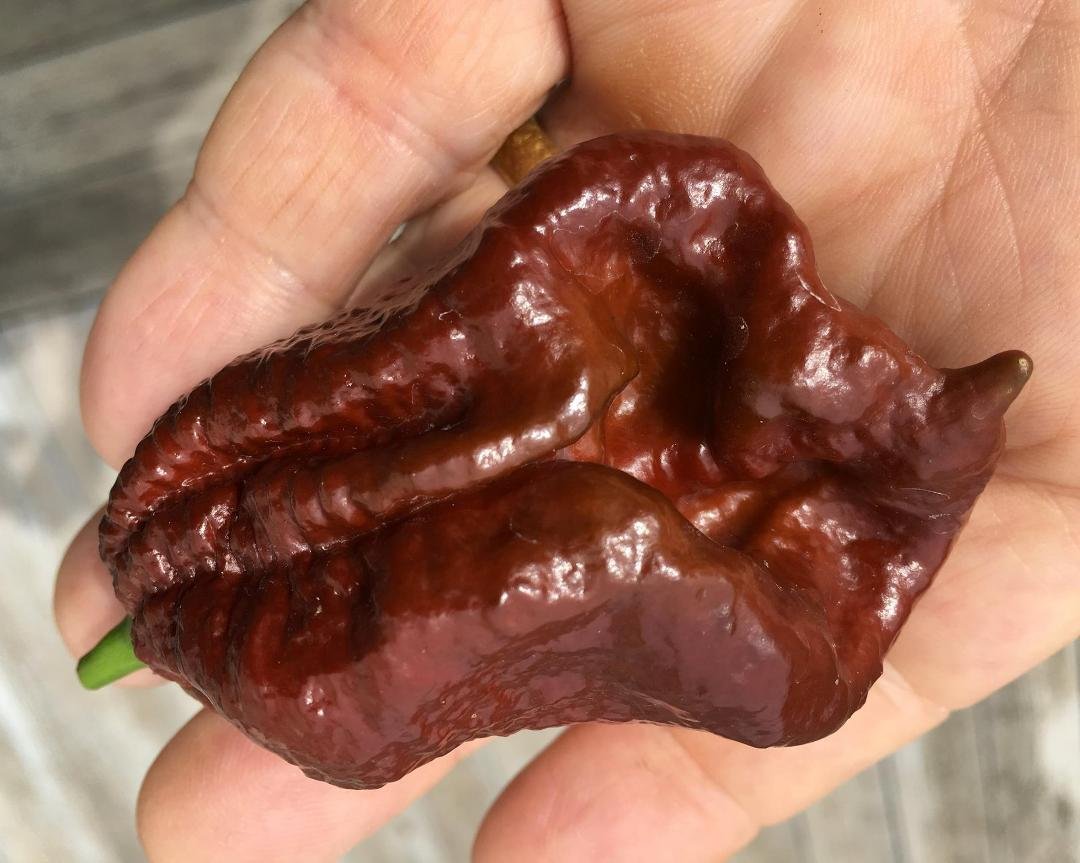 First choclate pepper of the year...late posting been busy helping out with the Harvey mess!