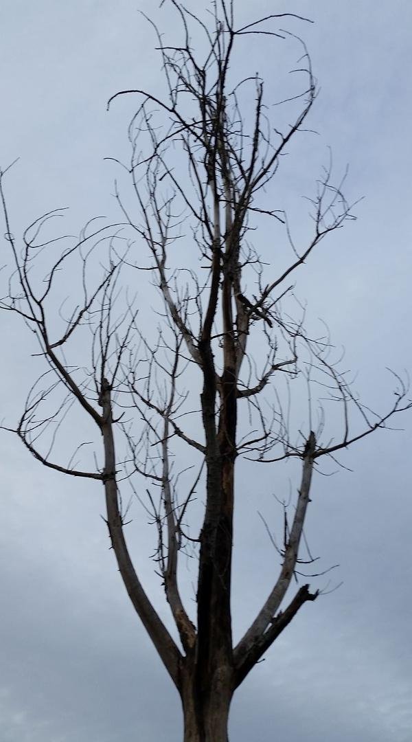 Nekkid tree in the neighborhood.  It's been looking like this for a year!