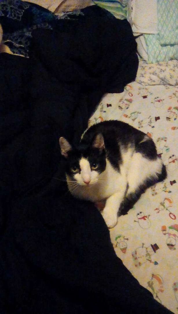 Megatron  looking cute as ever