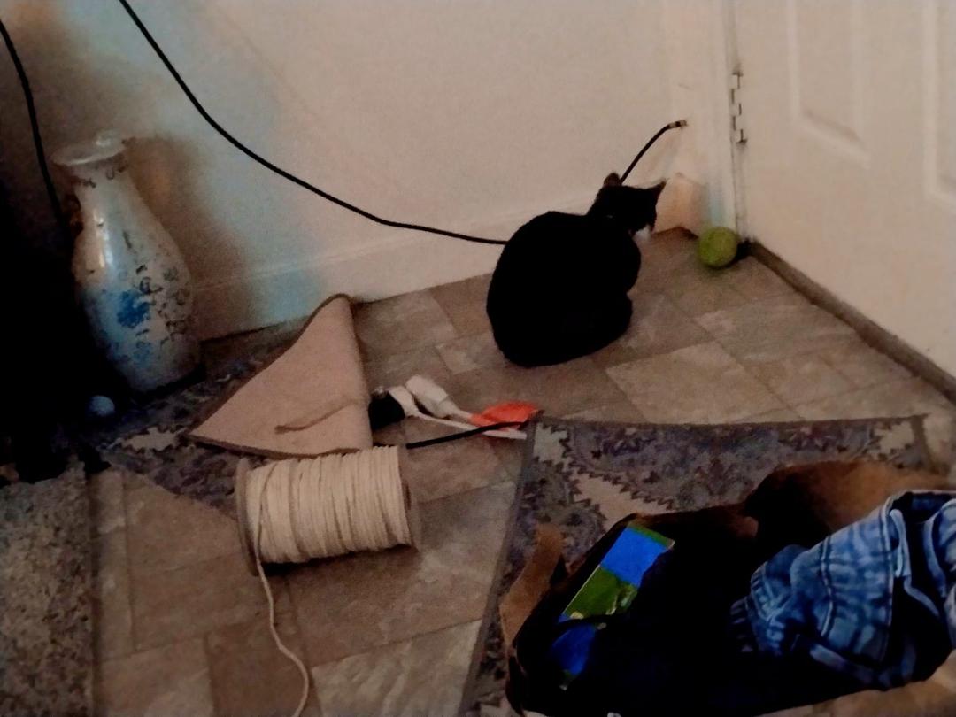When I play laser pointer with my cat, suddenly I will let go of button on pointer she spends 5-10 minutes looking for the light!!