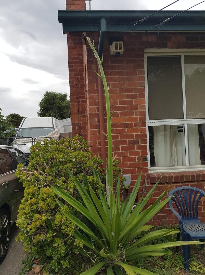 Does anyone know what this plant is called, l planted it about 15years ago and now it is getting a bloom,just about ready.