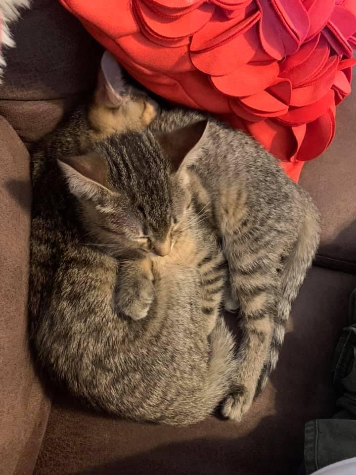 In case you can’t tell, there two kitties here! 😍😍😍
