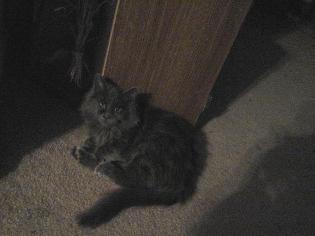 Needs a home