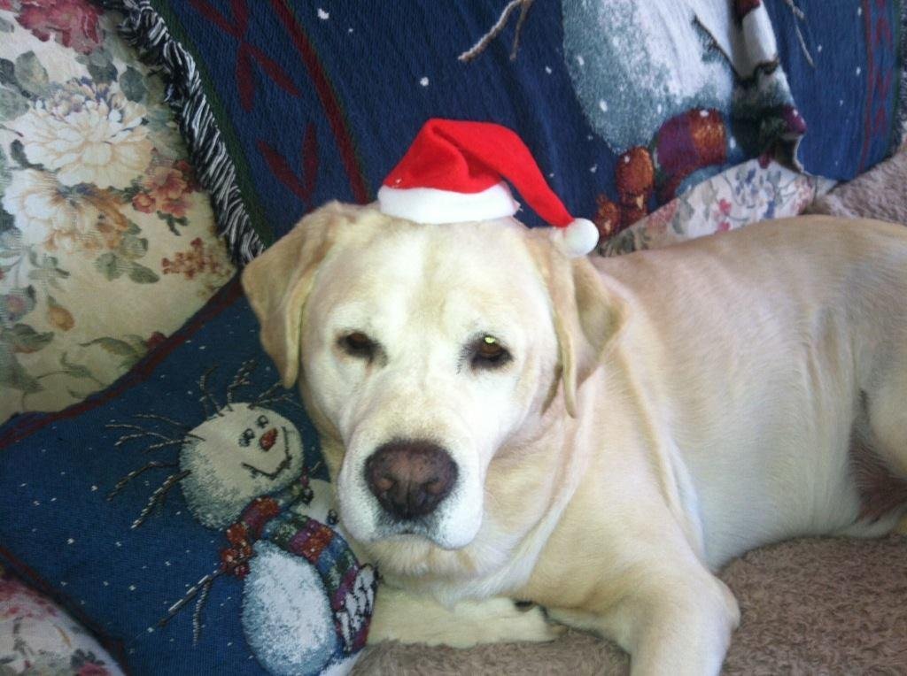 Merry Christmas