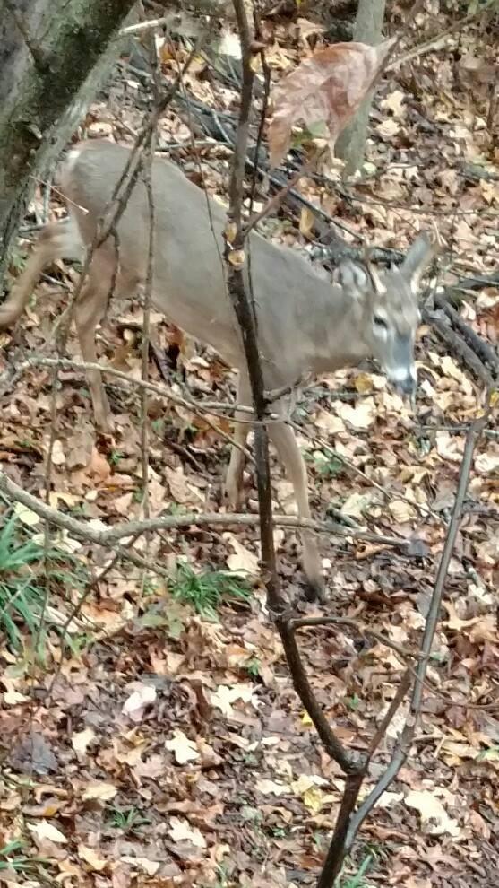 Arkansas is 3 points on one side minimum.... I saw three 4 points this weekend... Didn't get a shot... But had a great time watching them...