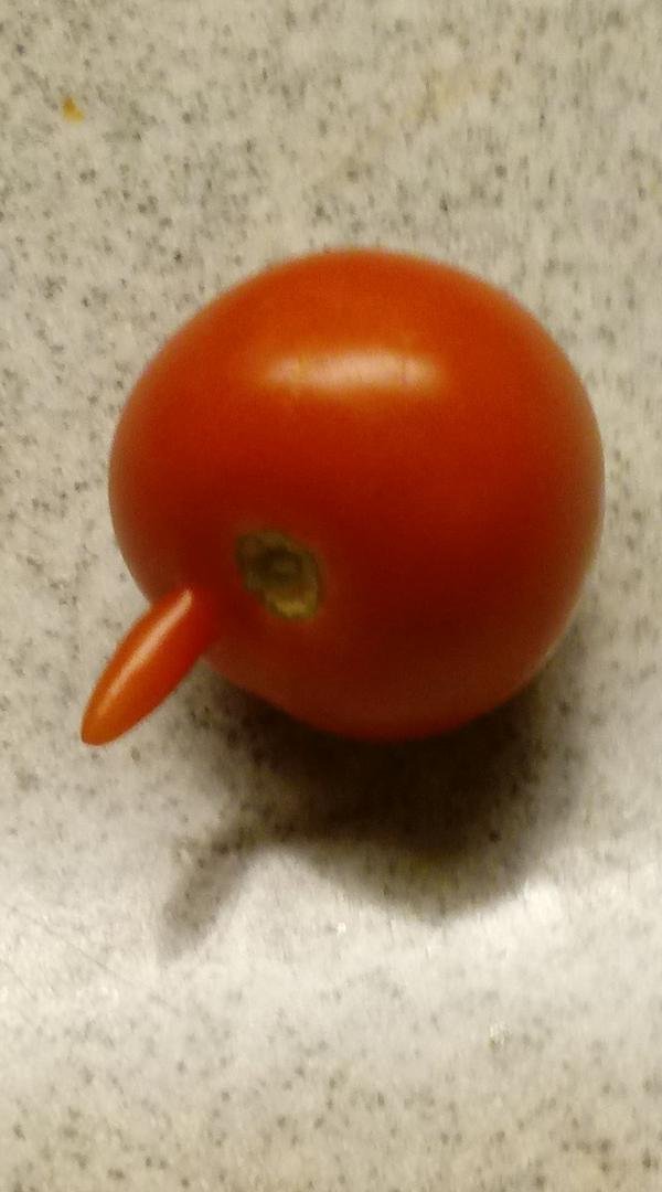 Pinocchio tomato from my box garden.
