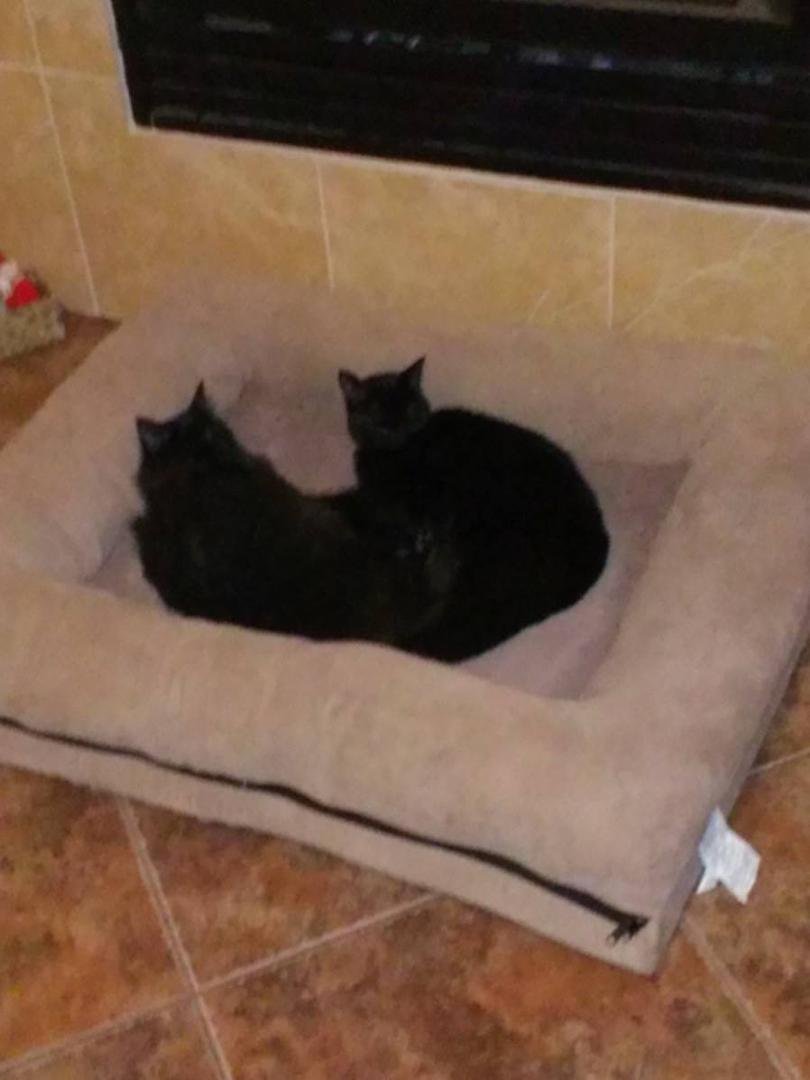 This is the new bed we got for Molly (our border collie) she didn't stand a chance