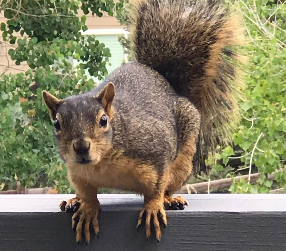 Whatcha doing? Got any peanuts?