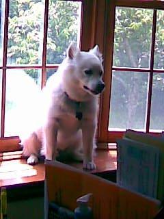 Cody (Habboub)