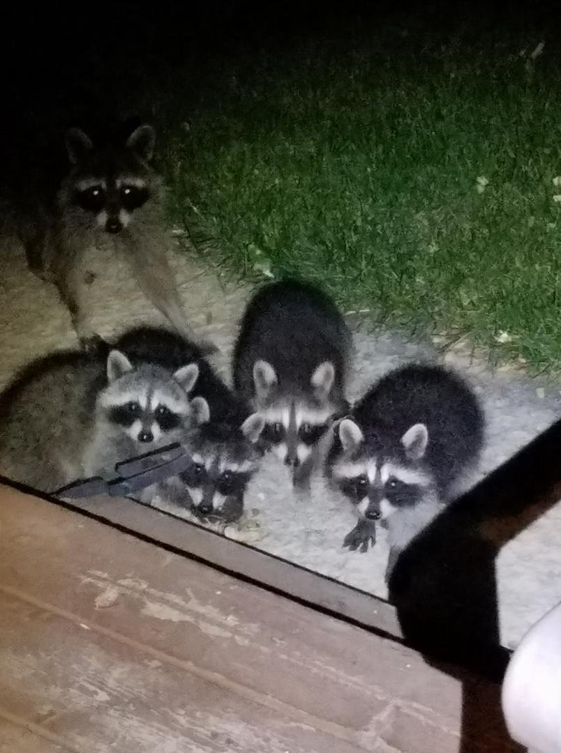 Just a couple of our friends this spring
