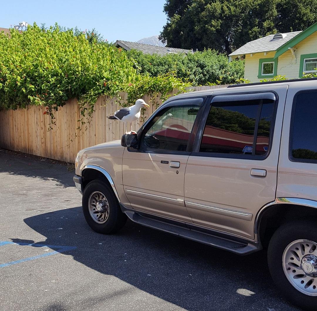 Stopped to get some breakfast today I guess this is a normal thing in Santa Barbara. Nope that's not my car.