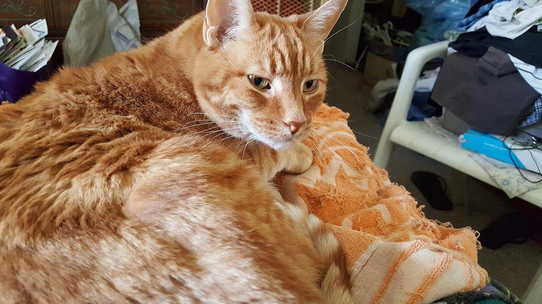Jack passed away last night. Apparently was not suffering. Just made a meow sound and was still. He and his sister, Jill, were given to us by God very shortly after our cat, Henry, passed. He was a good friend and very lovi