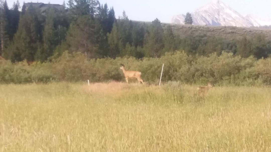 We Met Our Neighbors This Morning.