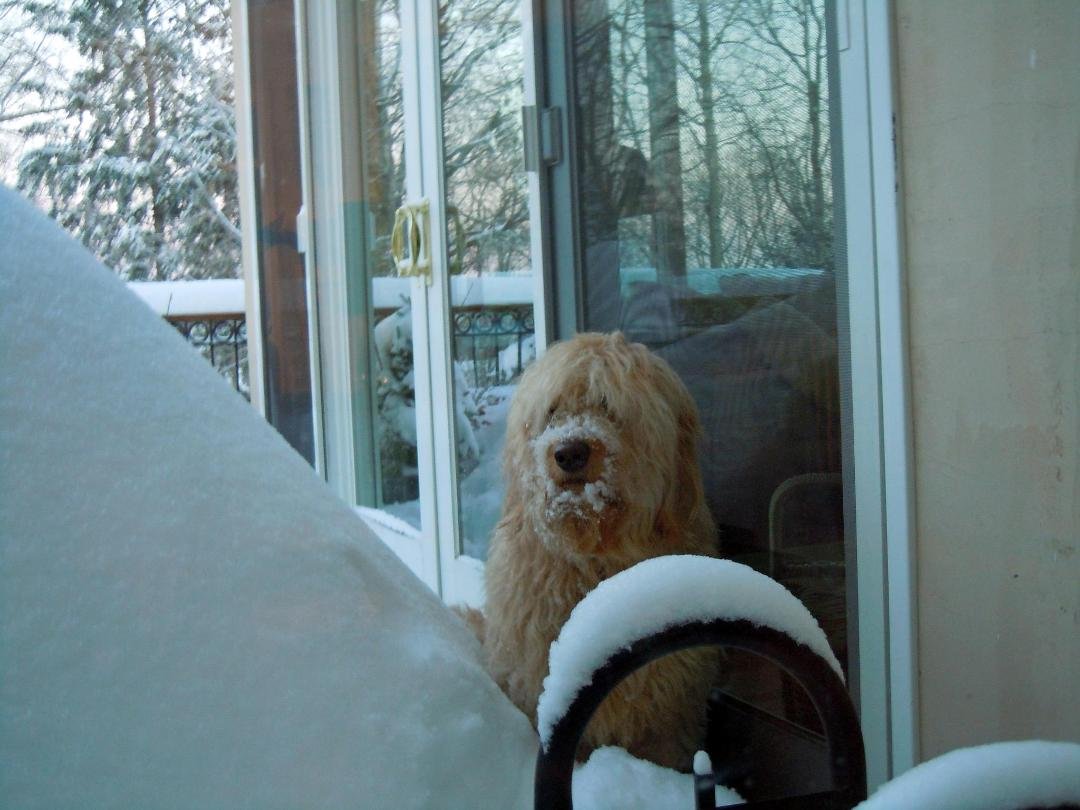 Buttercup Snow Nose