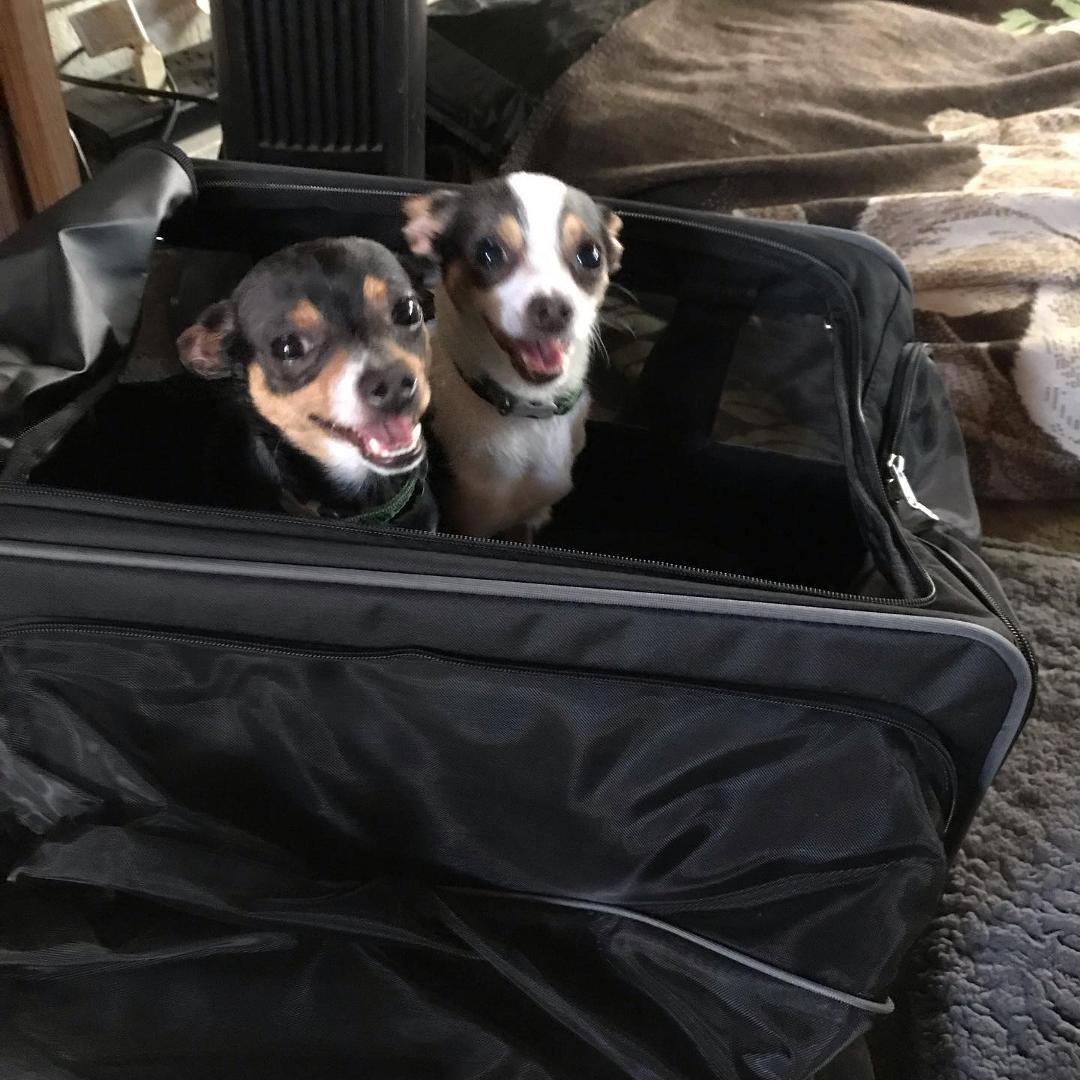Gus & Woodrow