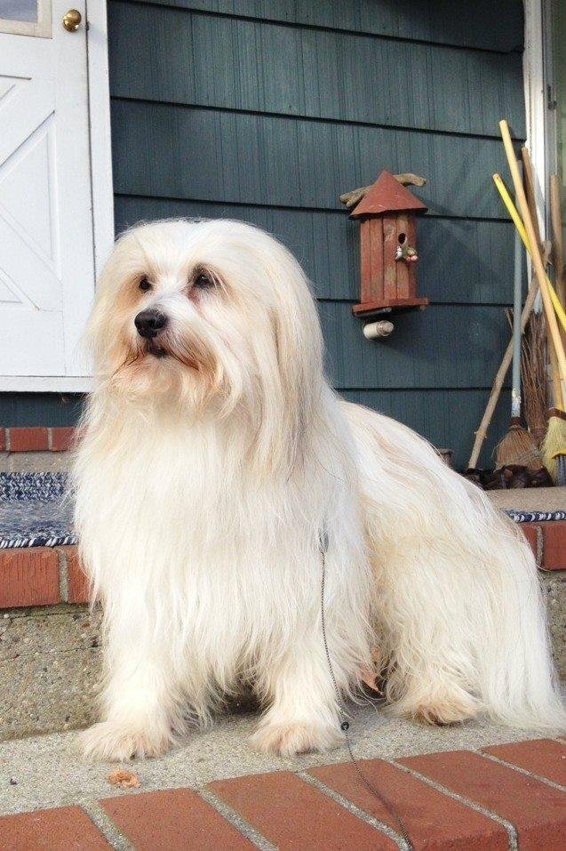 Kai 
Beloved companion