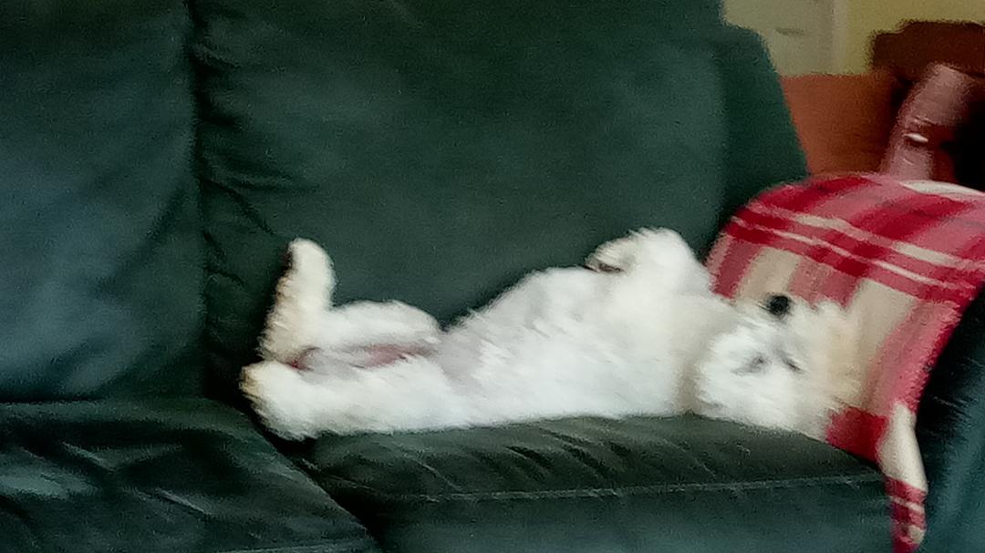 Life of Riley.lol