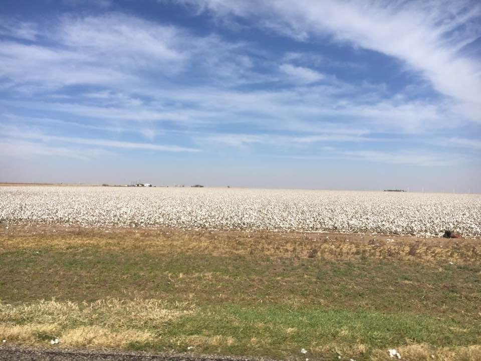 Dickens County Cotton Field.