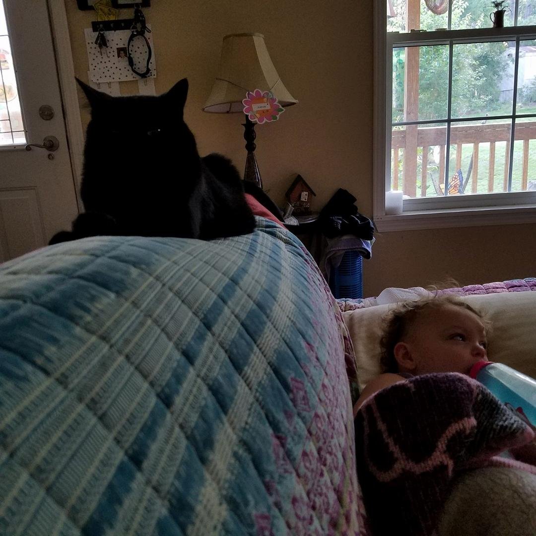 Not happy with the little home invader....