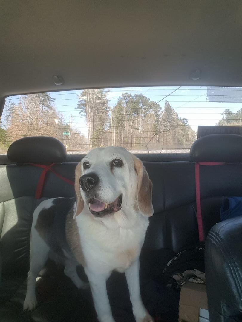 Wilbur coming home with clean ears (ear infection) and a bath. Thank you to Violet Ori and Pat Mathis Smith for contributing to his vet bill today! :) We love you! <3