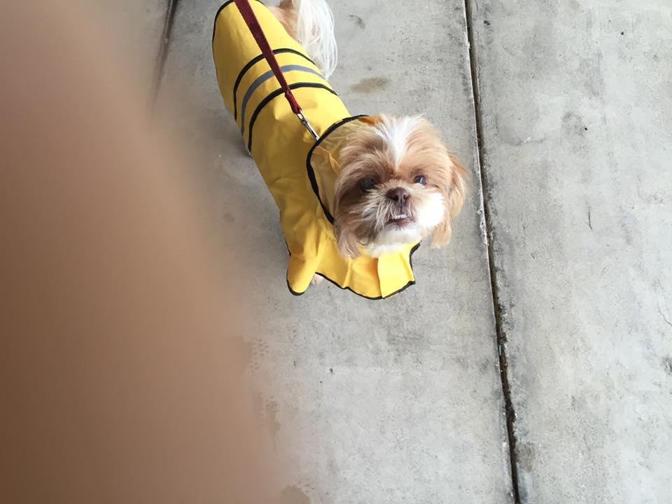 Oliver waiting to go out in the rain