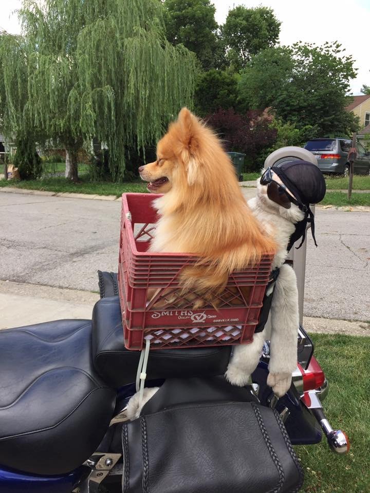 My new riding buddy
