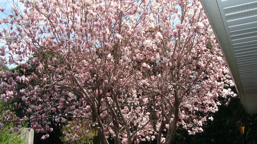 I wish it was warm enough to sit outside and enjoy this beautiful tree. :{