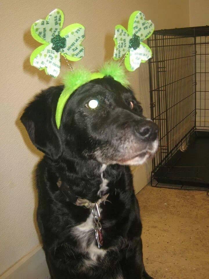 Guinness anyone? Sasha looks good in green.