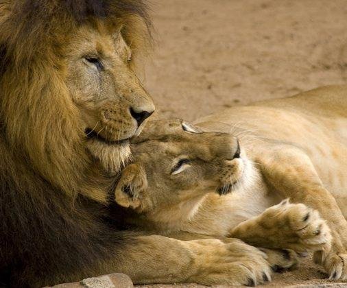 Lion love
