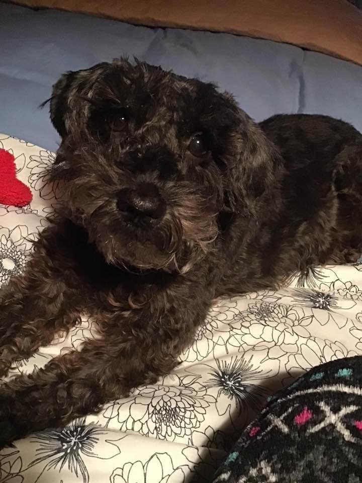 Our sweet Molly. Best rescue around.We love her to the moon!
